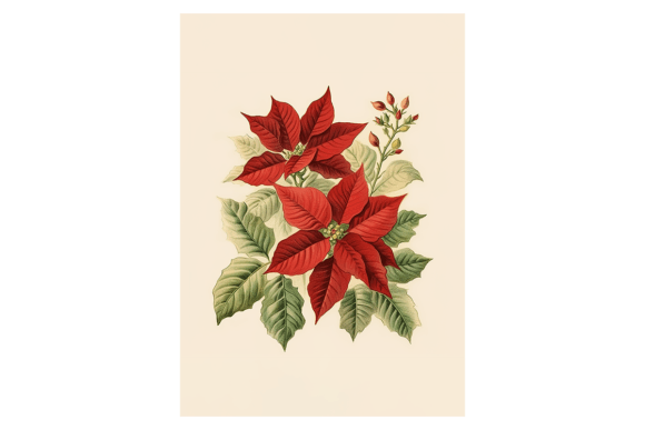 Poinsettia Christmas Card for Modern Illustrations